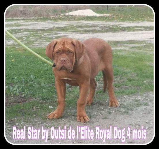 Real star by outsi De L'Elite Royal Dog