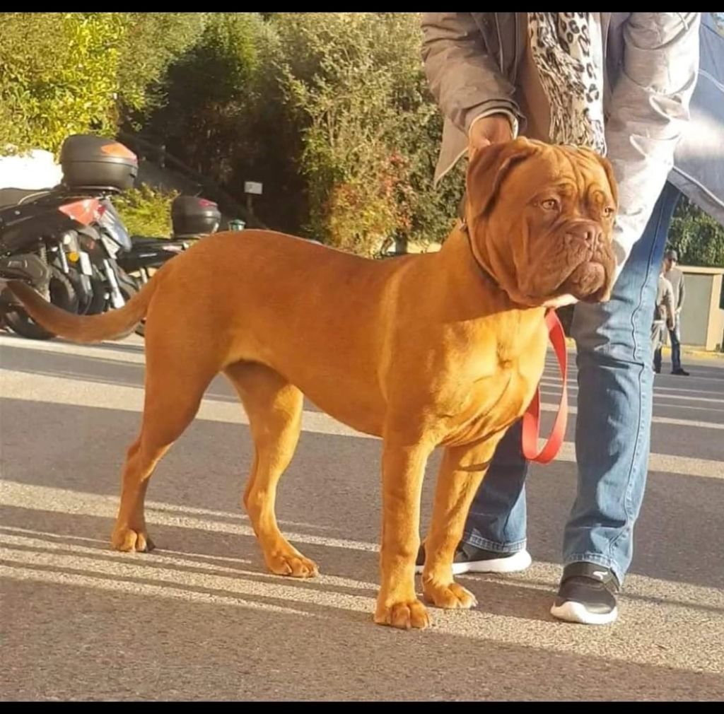 Ruby Du Diamant Brut