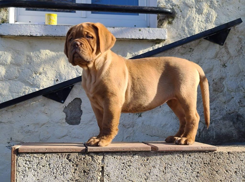 R'alba De L'Elite Royal Dog