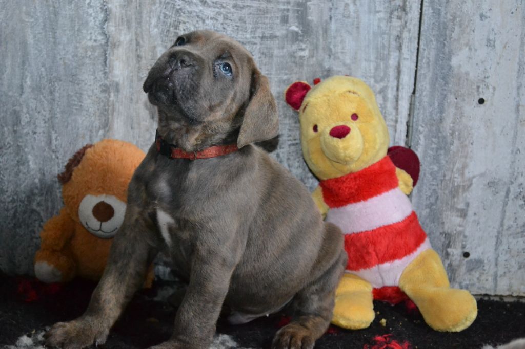 Laura Lebacq - Chiots disponibles - Cane Corso