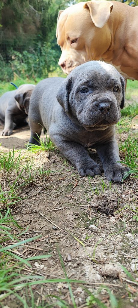 Laura Lebacq - Chiots disponibles - Cane Corso